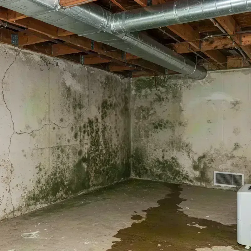 Professional Mold Removal in Fairview-Ferndale, PA